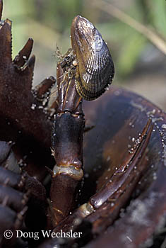 Ribbed Mussel on horseshoe Crab 3125-31.jpg - 53753 Bytes
